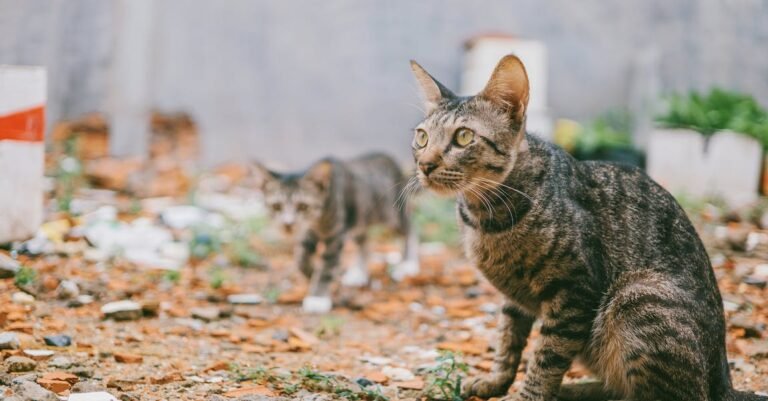 Simple Tips About Managing The Behavior Of Cats