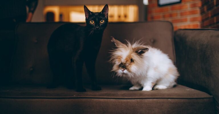 Should You Get A Cat? Questions To Ask Yourself